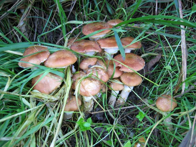 Il Genere Armillaria